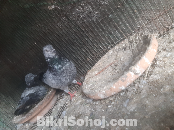 গিরিবাজ কবুতর